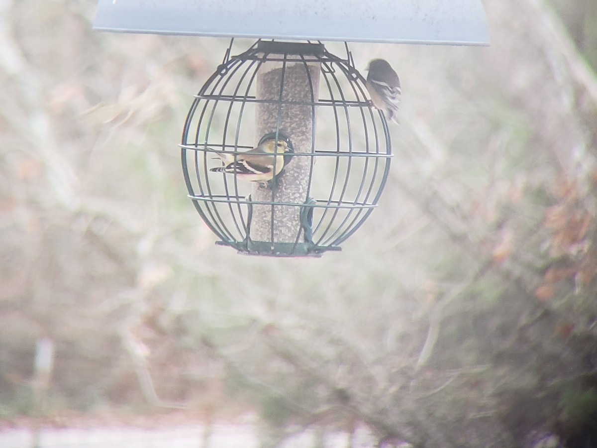 American Goldfinch - ML646218505