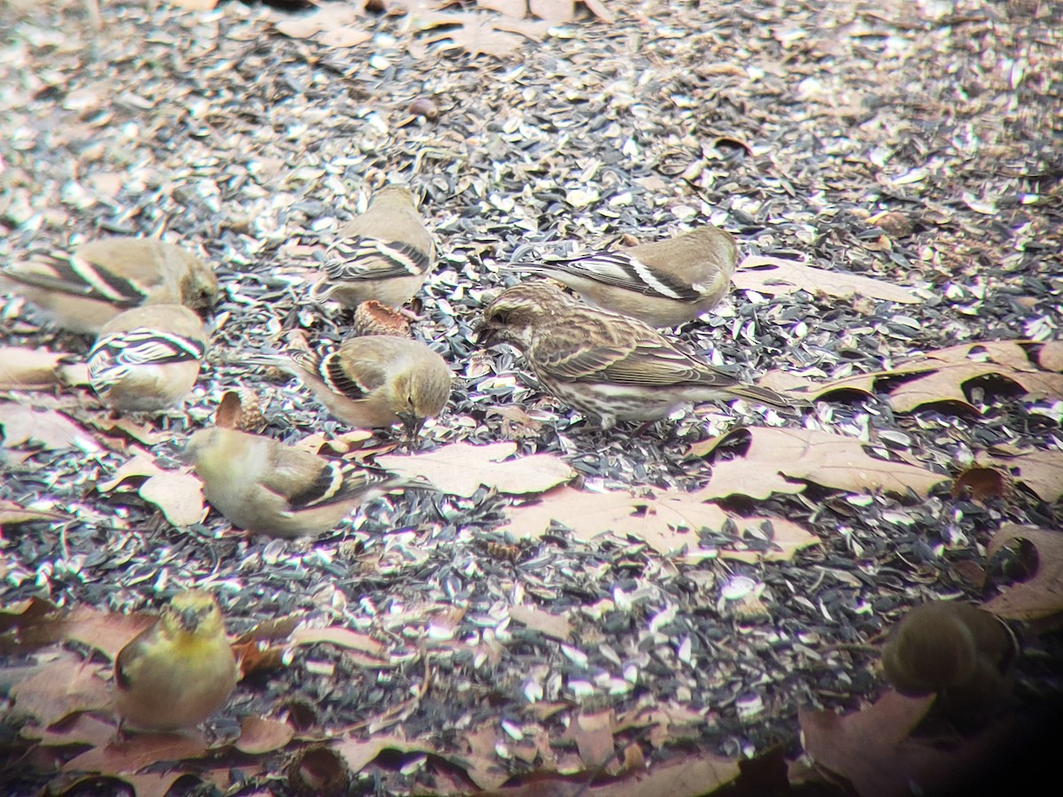 American Goldfinch - ML646218506