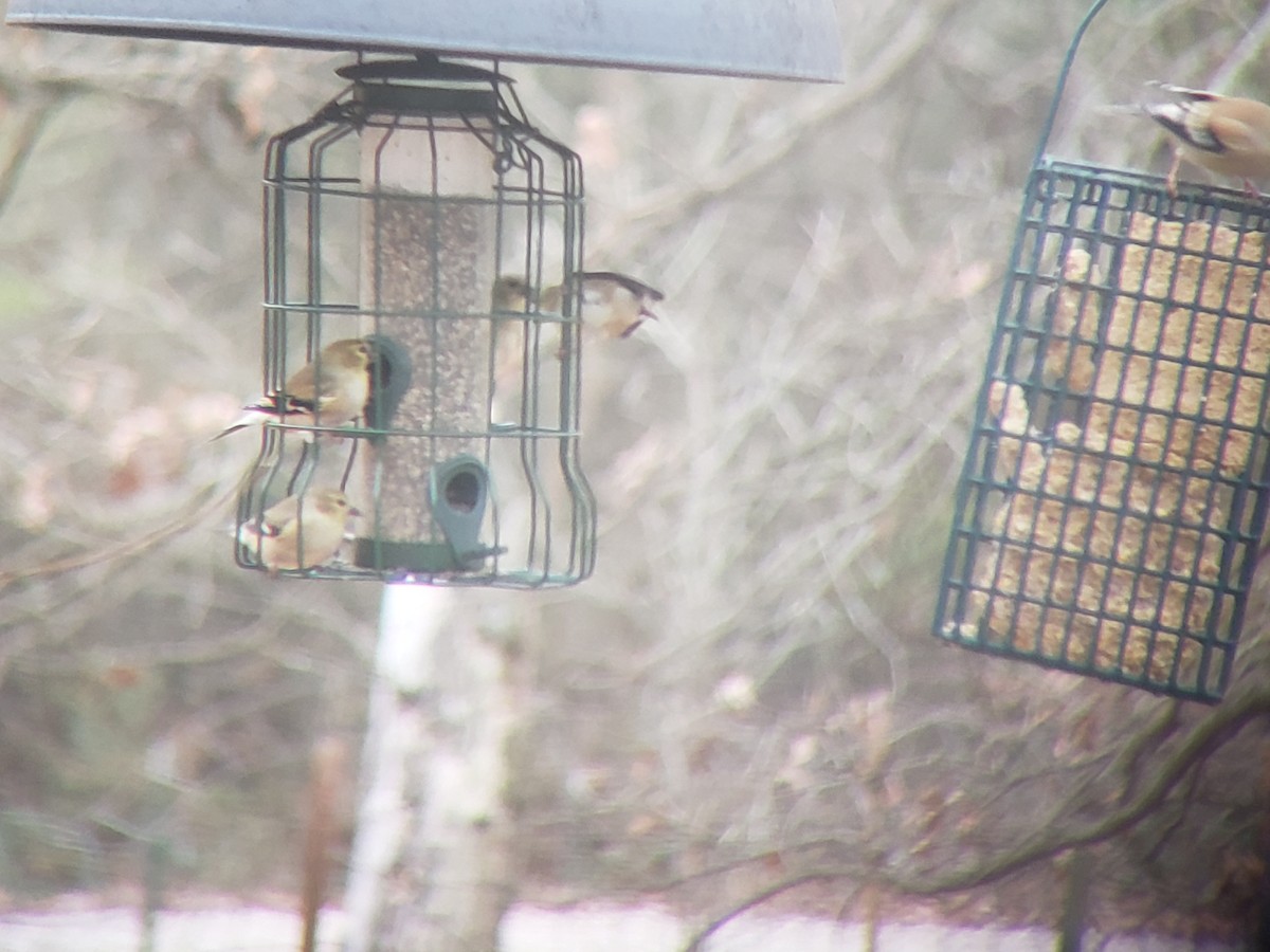 American Goldfinch - ML646218507