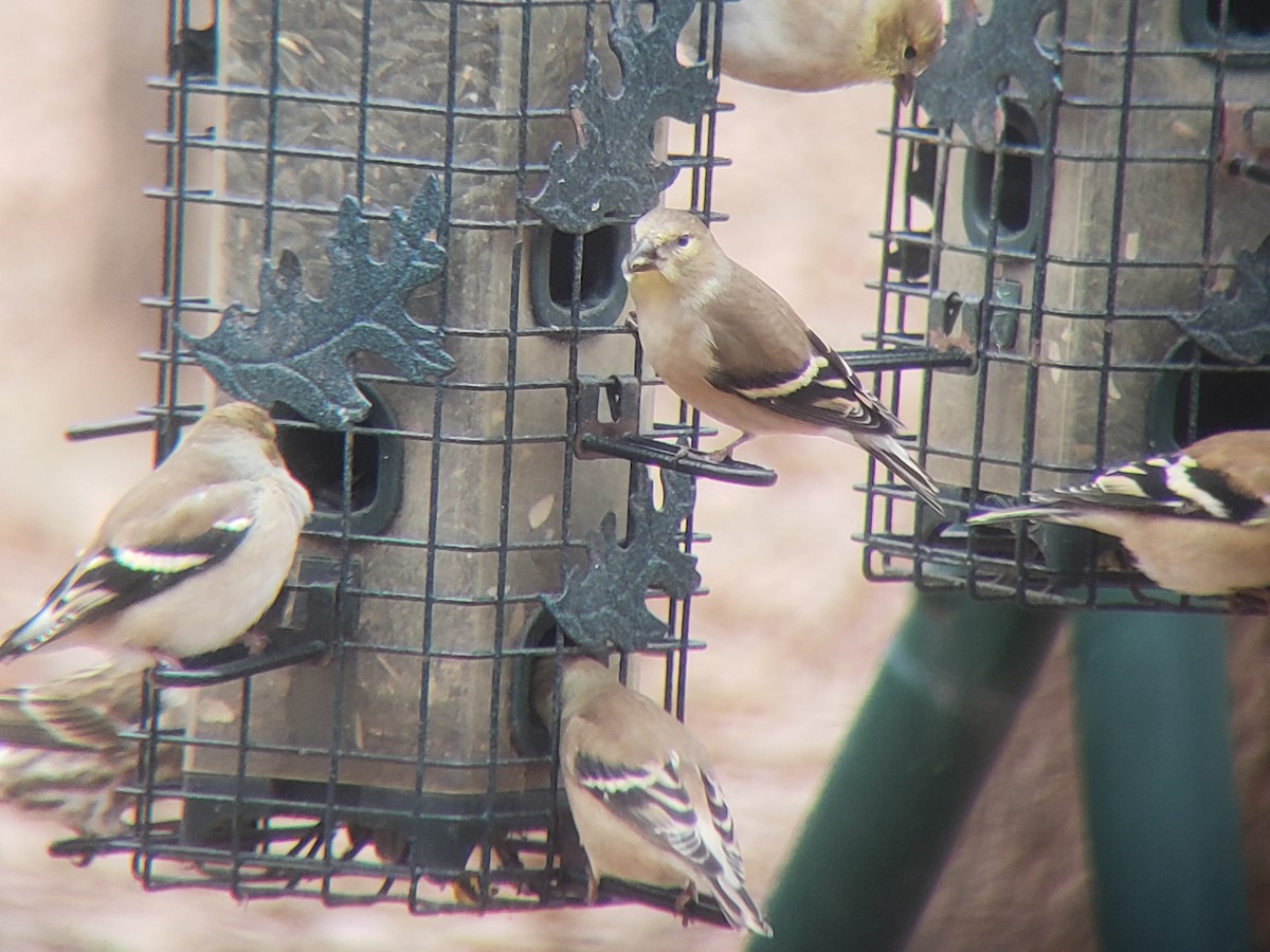 American Goldfinch - ML646218508