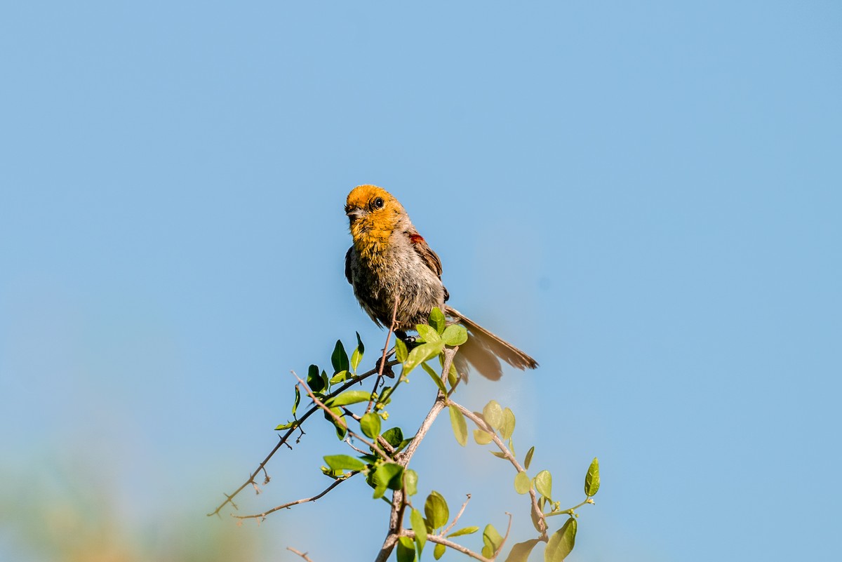 Verdin - ML646218509