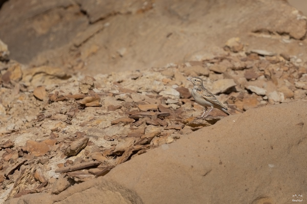 Calandrella - ML646218513