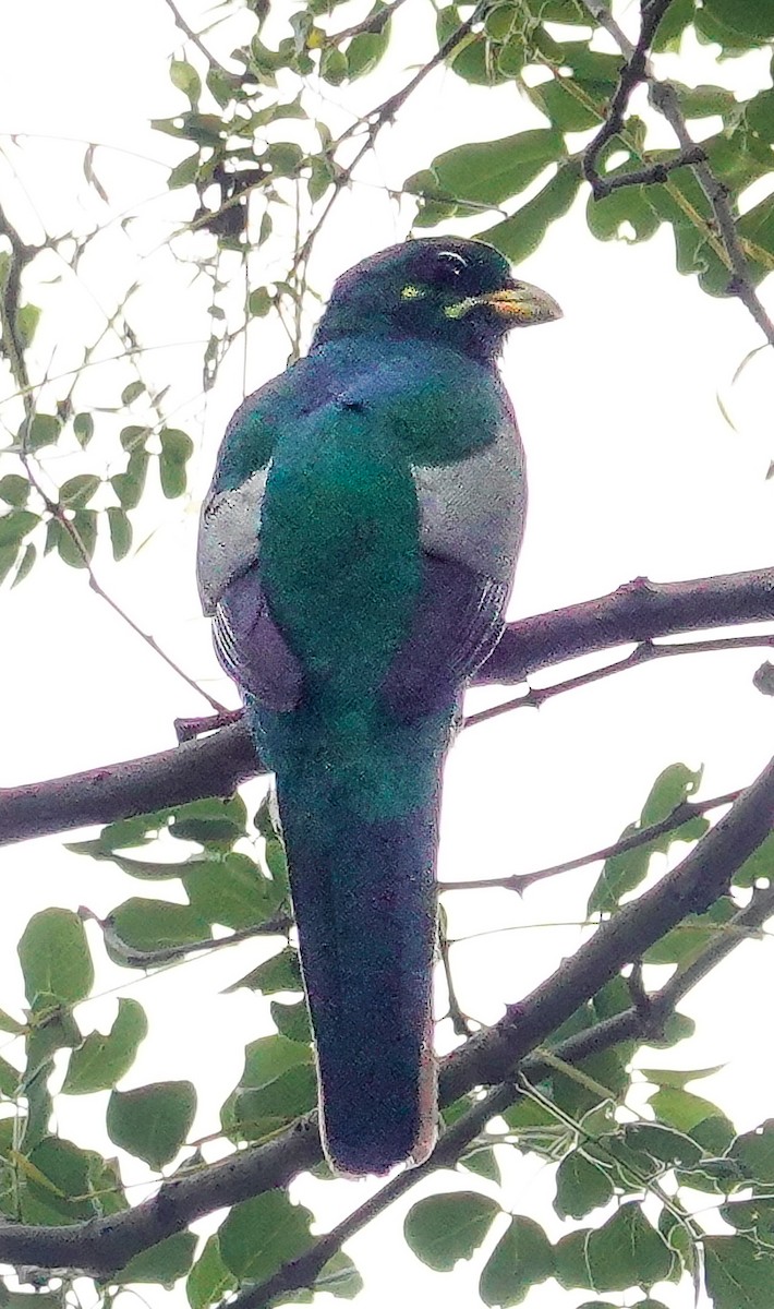 Narina Trogon - ML646218515