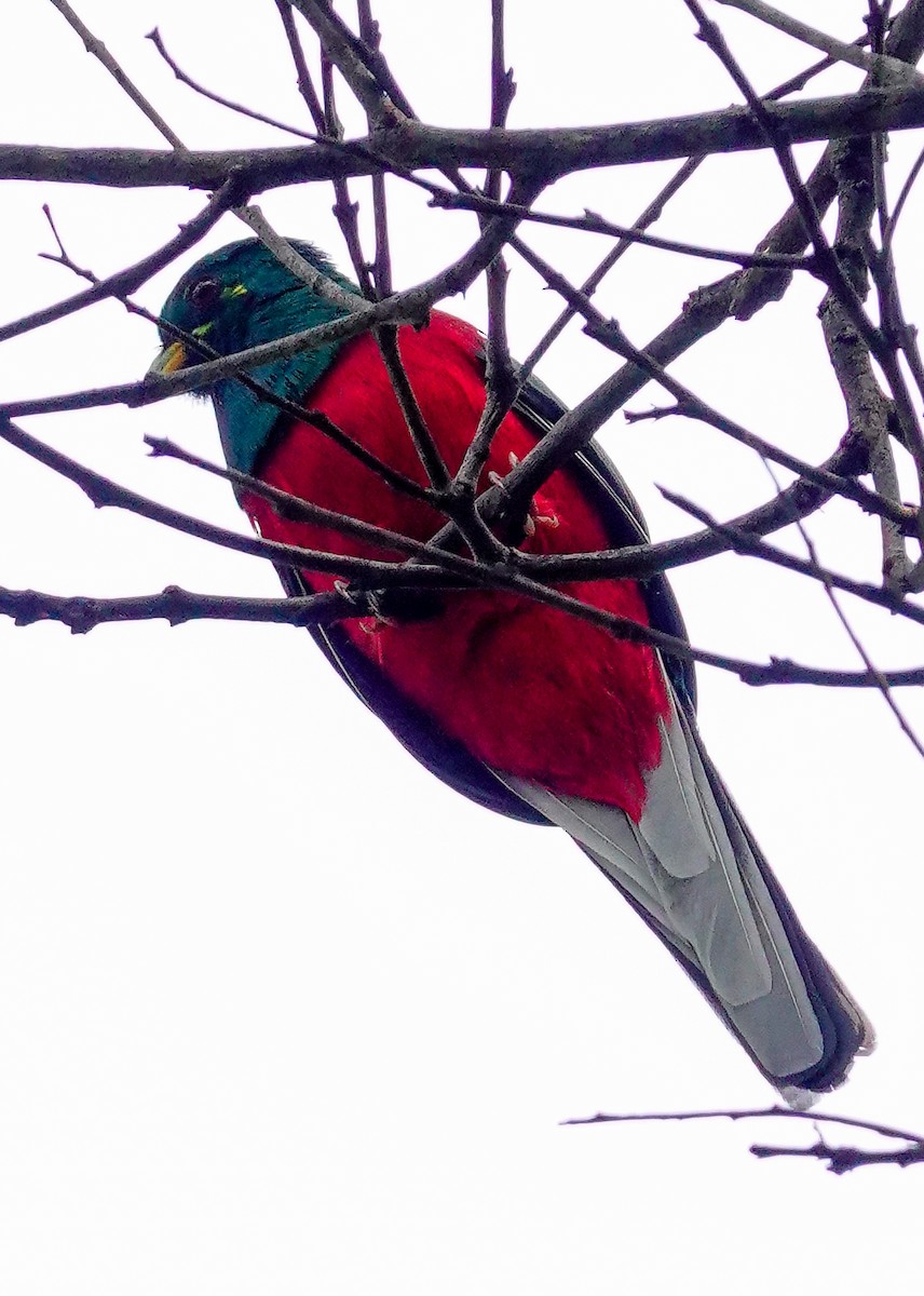 Narina Trogon - ML646218516