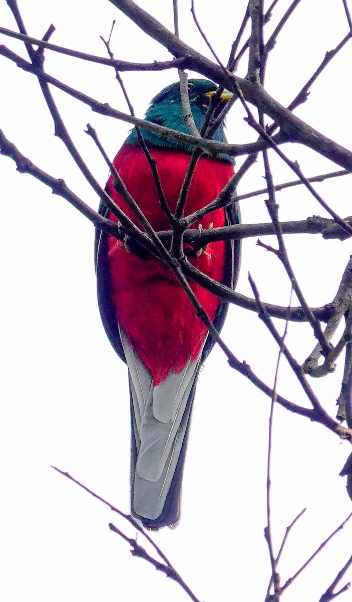 Narina Trogon - ML646218517