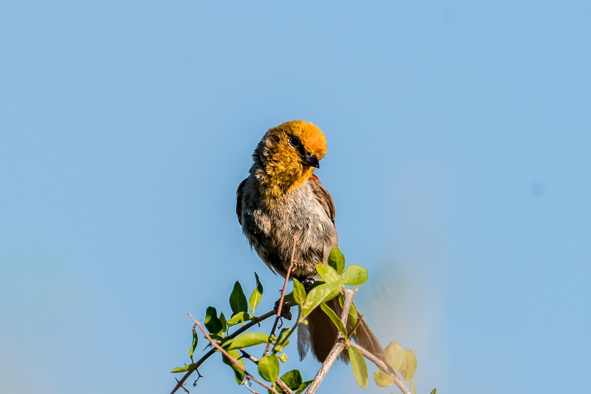 Verdin - ML646218519