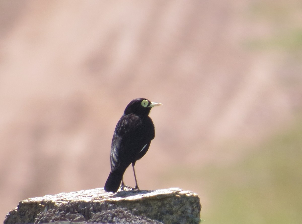 Spectacled Tyrant - ML646218520