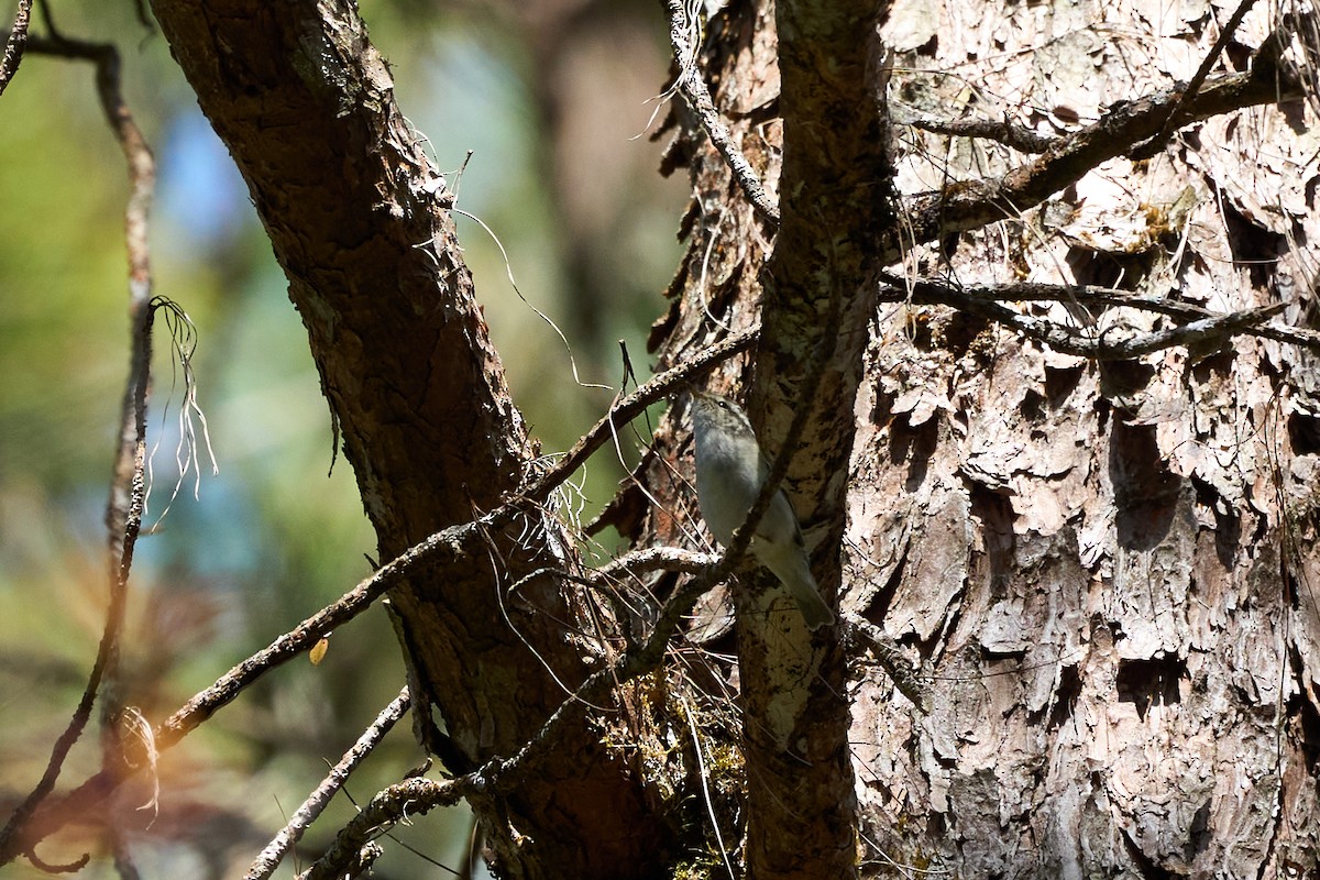 Luì di Hume - ML646218521