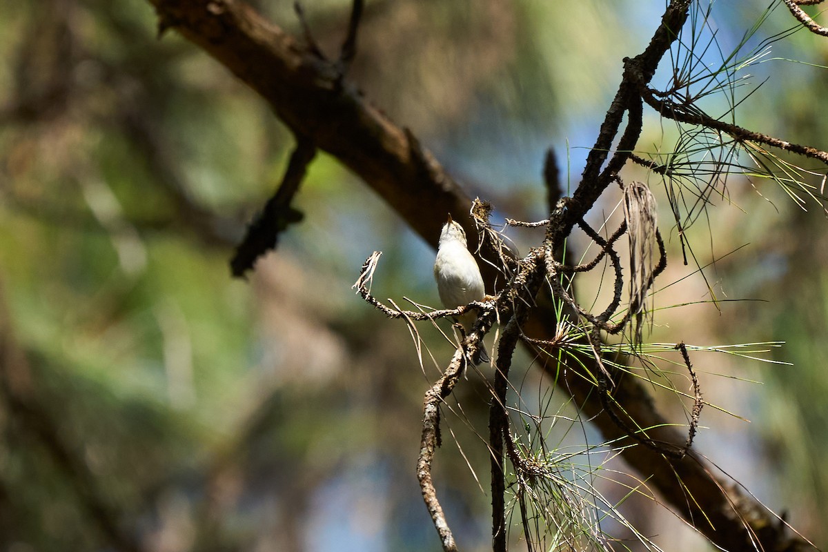 Luì di Hume - ML646218522