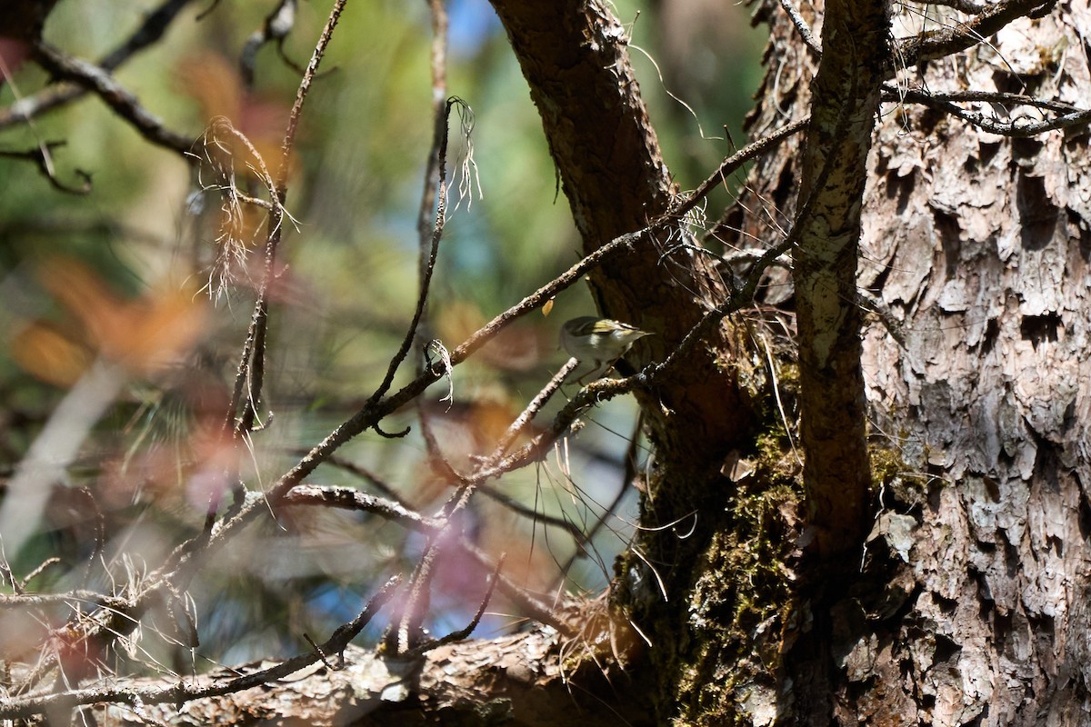 Luì di Hume - ML646218523