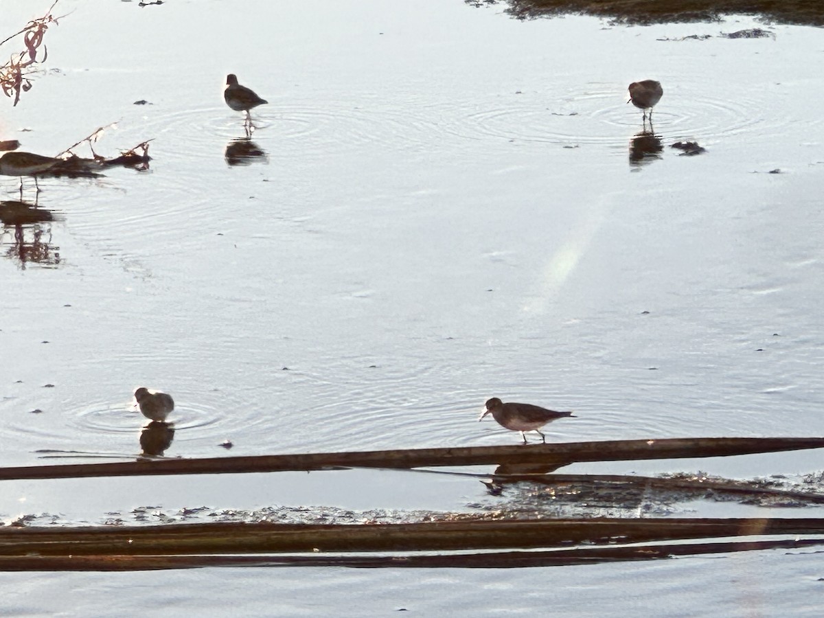 Gambecchio americano - ML646218524