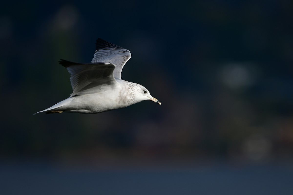 Gavina americana - ML646218525