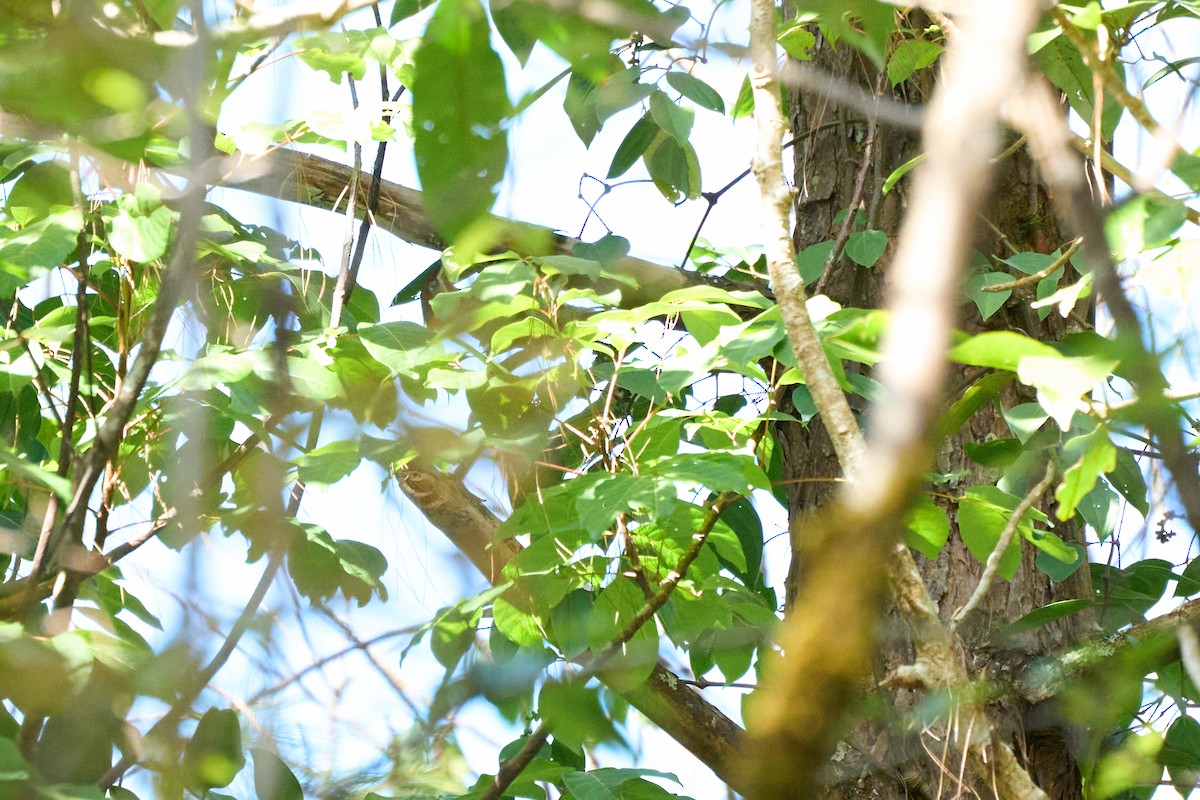 Lesser Yellownape - ML646218526