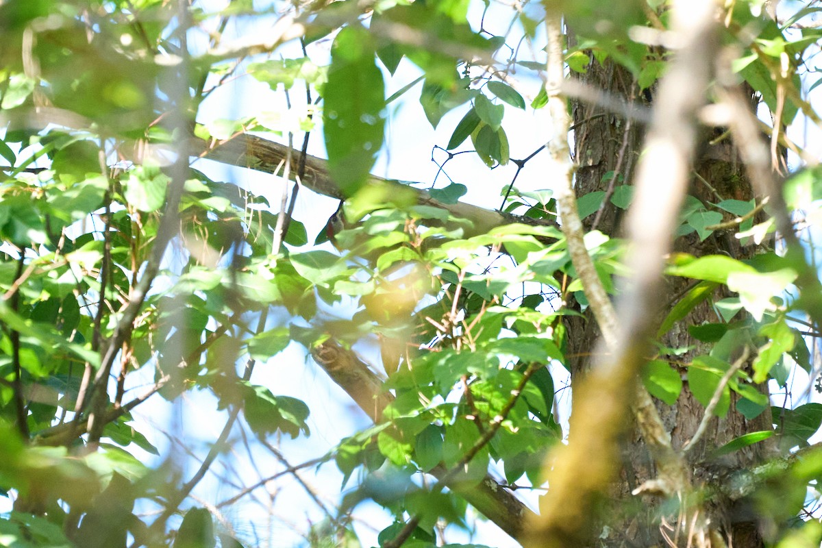 Lesser Yellownape - ML646218527