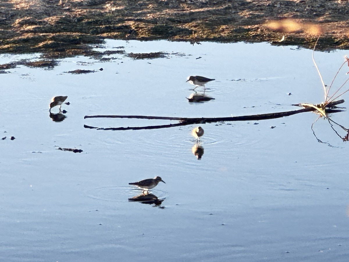 Gambecchio americano - ML646218528