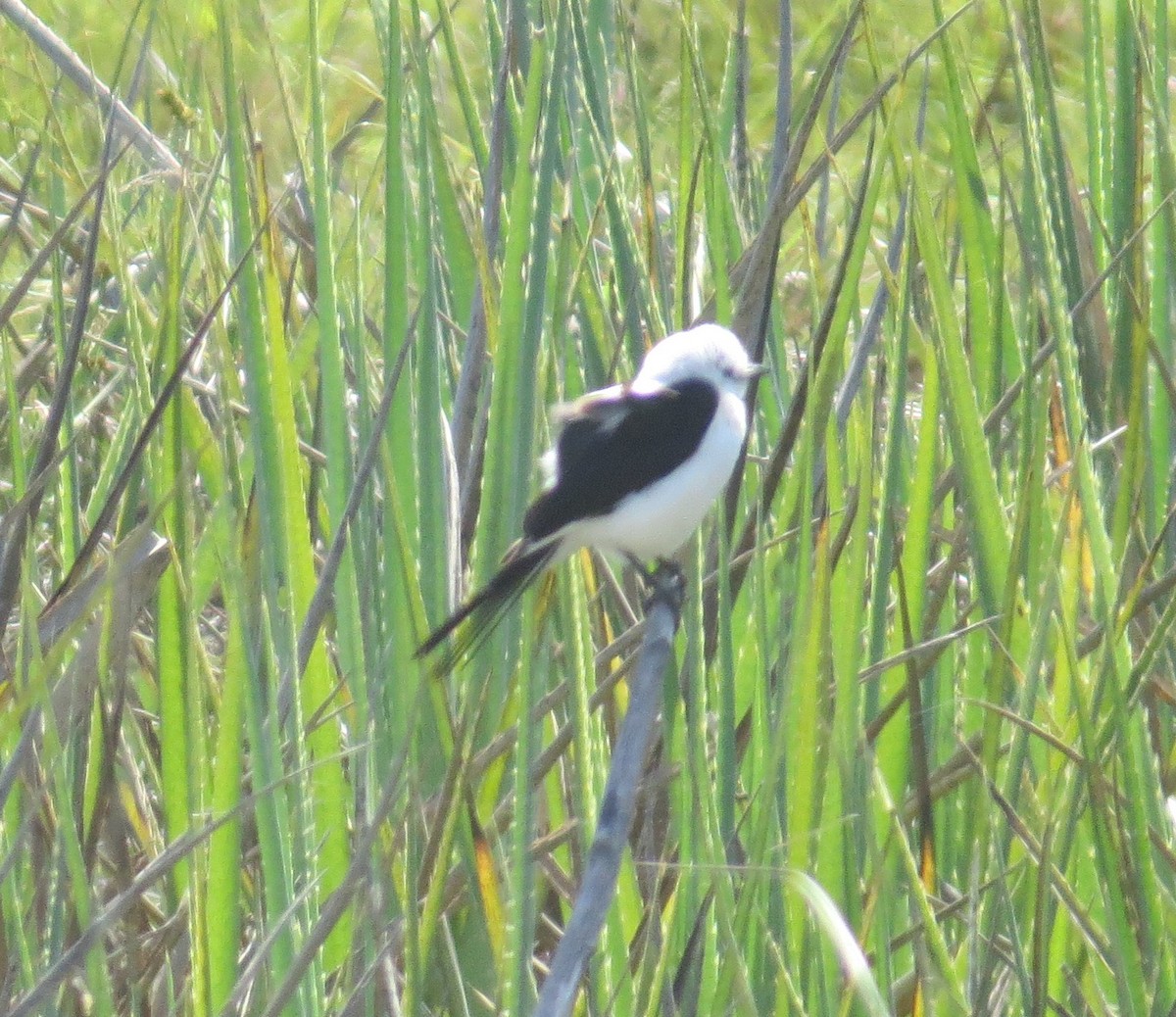 Black-and-white Monjita - ML646218529