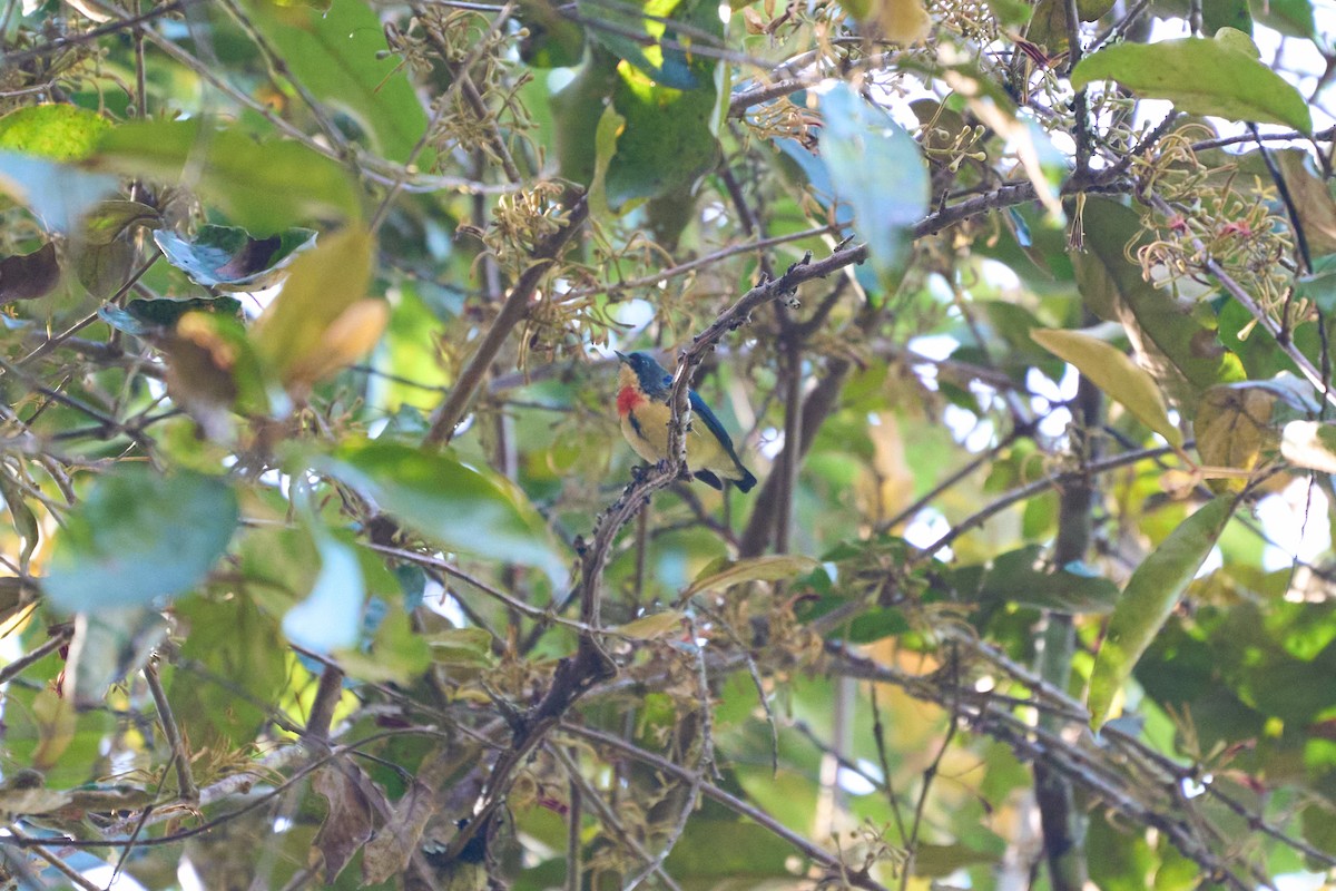 Fire-breasted Flowerpecker - ML646218530