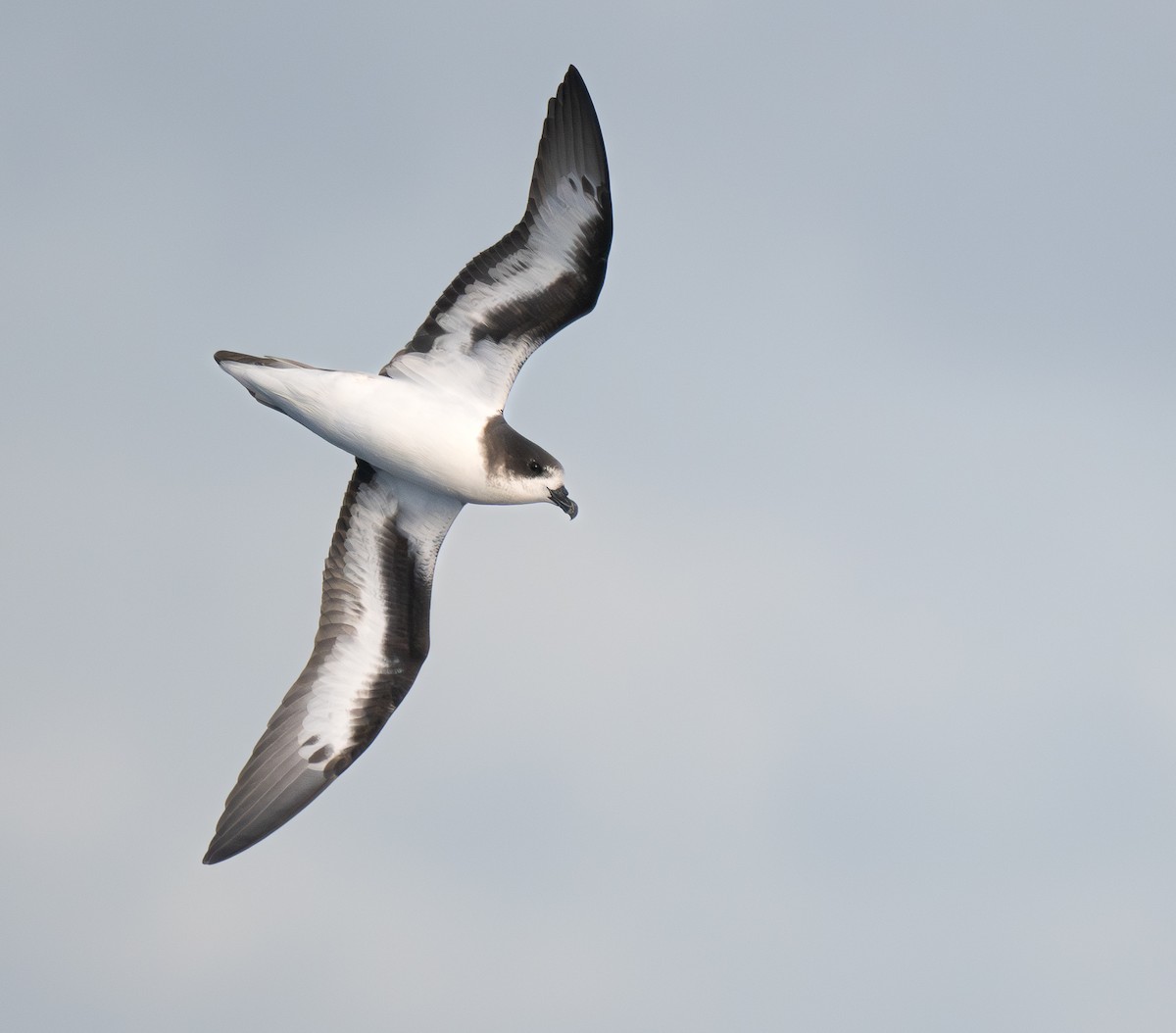 Bermuda Petrel - ML646218531