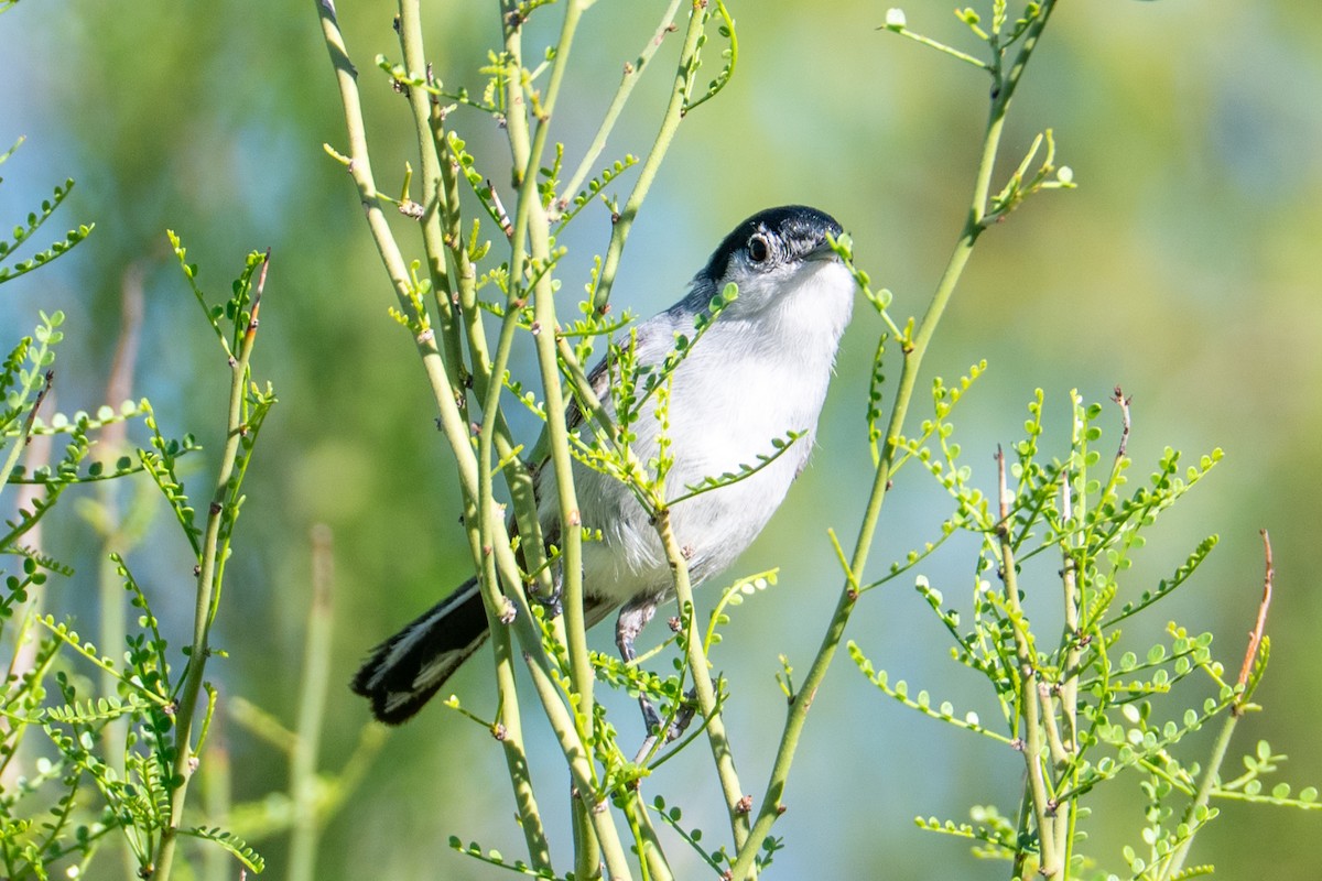 Black-tailed Gnatcatcher - ML646218532