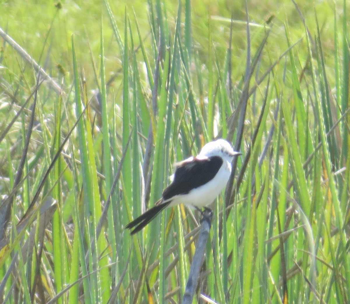 Black-and-white Monjita - ML646218533