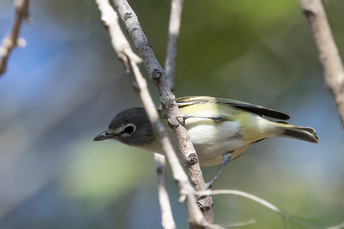 Vireo Solitario - ML646218534