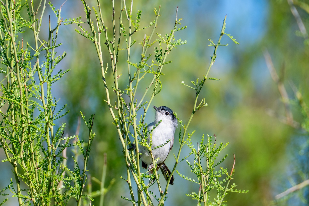 Black-tailed Gnatcatcher - ML646218535