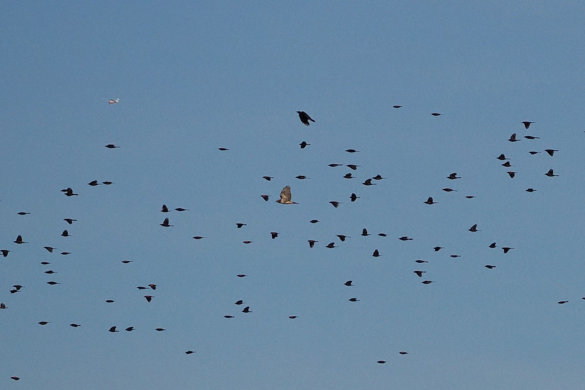 Poiana codarossa - ML646218536