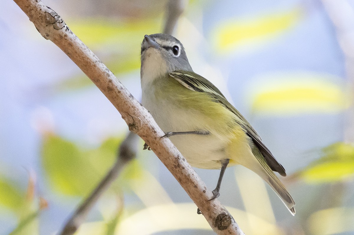 Vireo Solitario - ML646218537