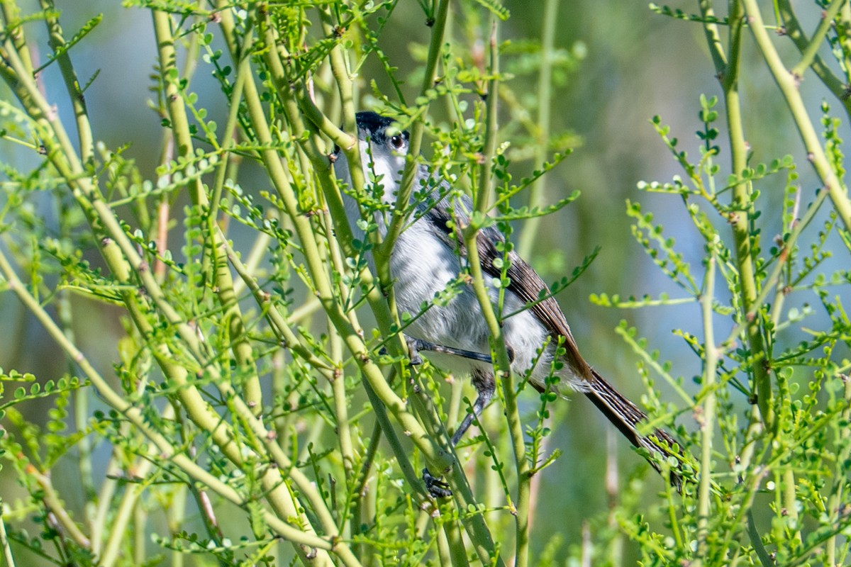 Black-tailed Gnatcatcher - ML646218539