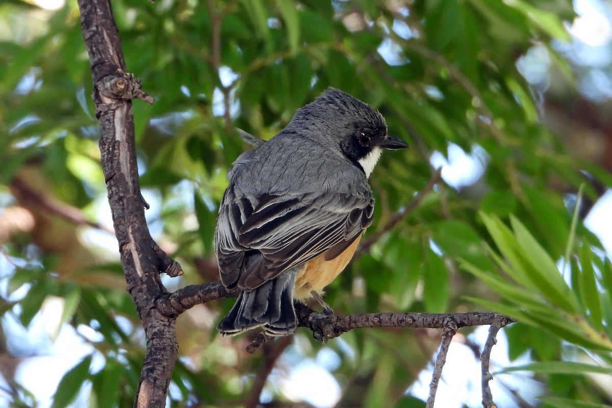 Rufous Whistler - ML646218543