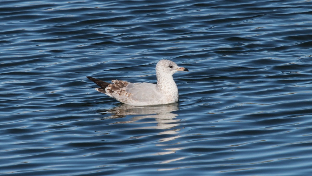 Ring-billed Gull - ML646218554