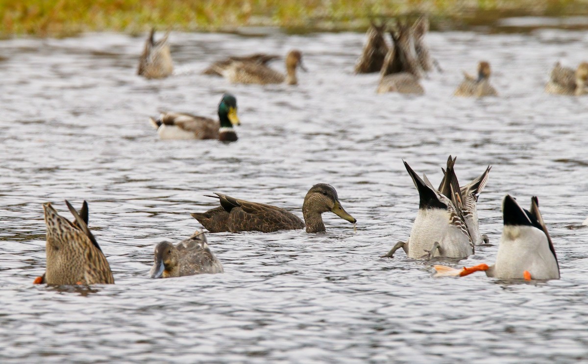 Ahate iluna - ML646218560