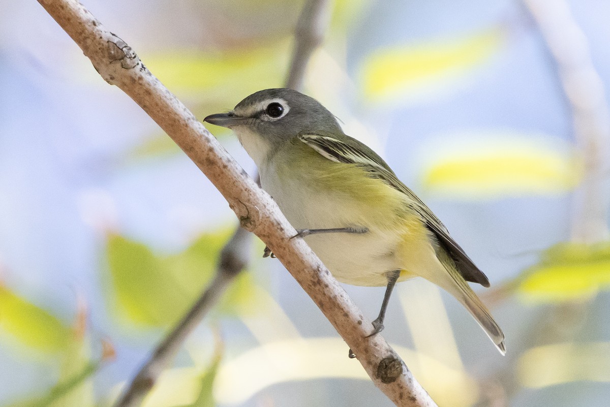 Vireo Solitario - ML646218561