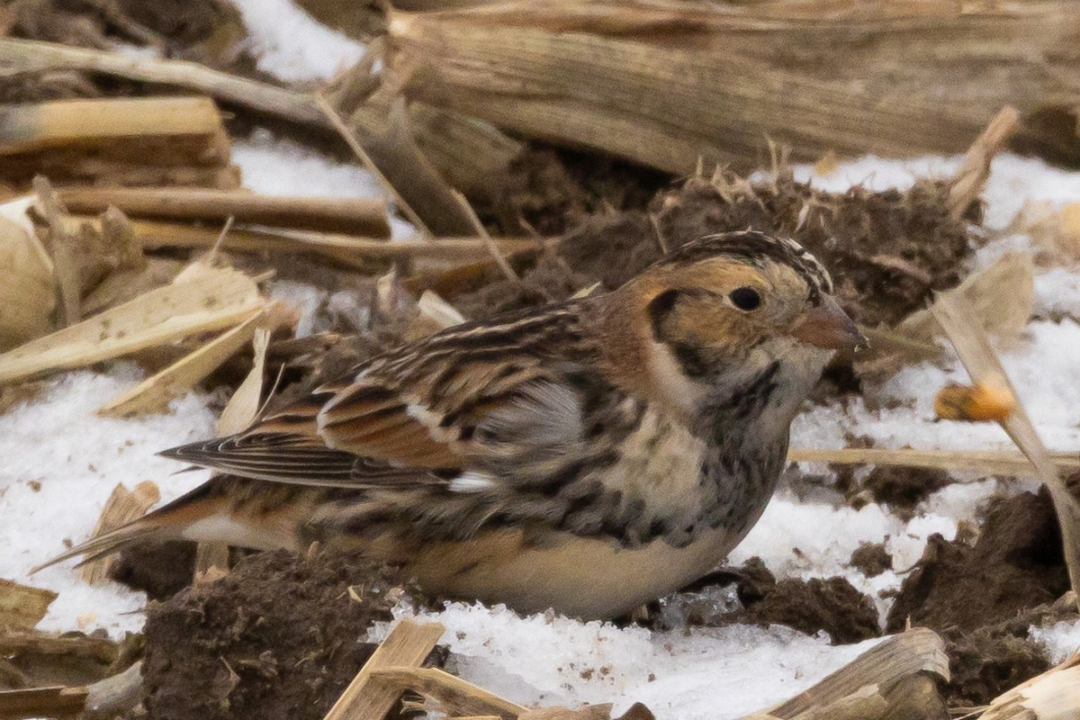 Lapland Longspur - ML646218563