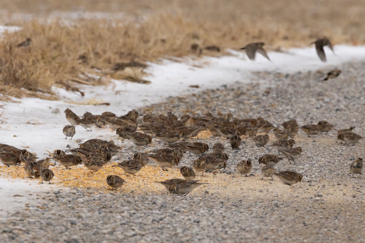 Lapland Longspur - ML646218565