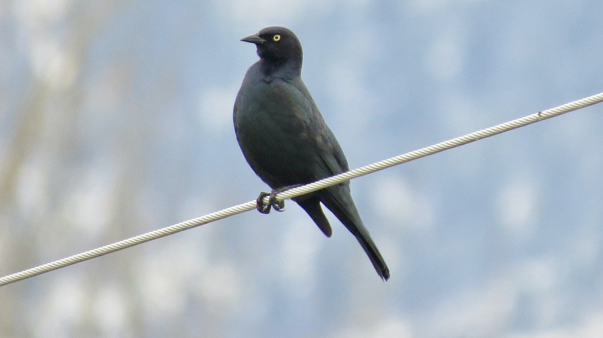 Brewer's Blackbird - ML646218567