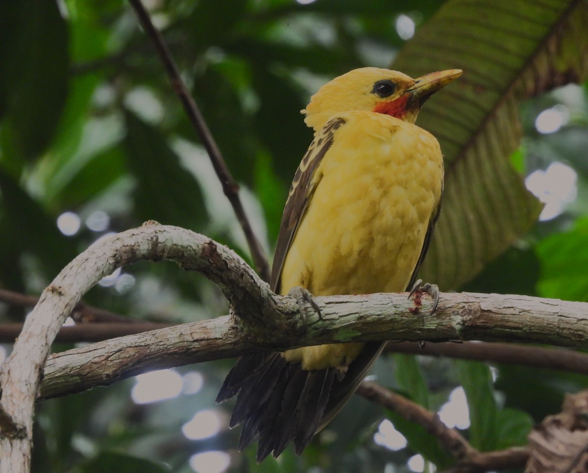 オボロテンニョゲラ - ML646218569