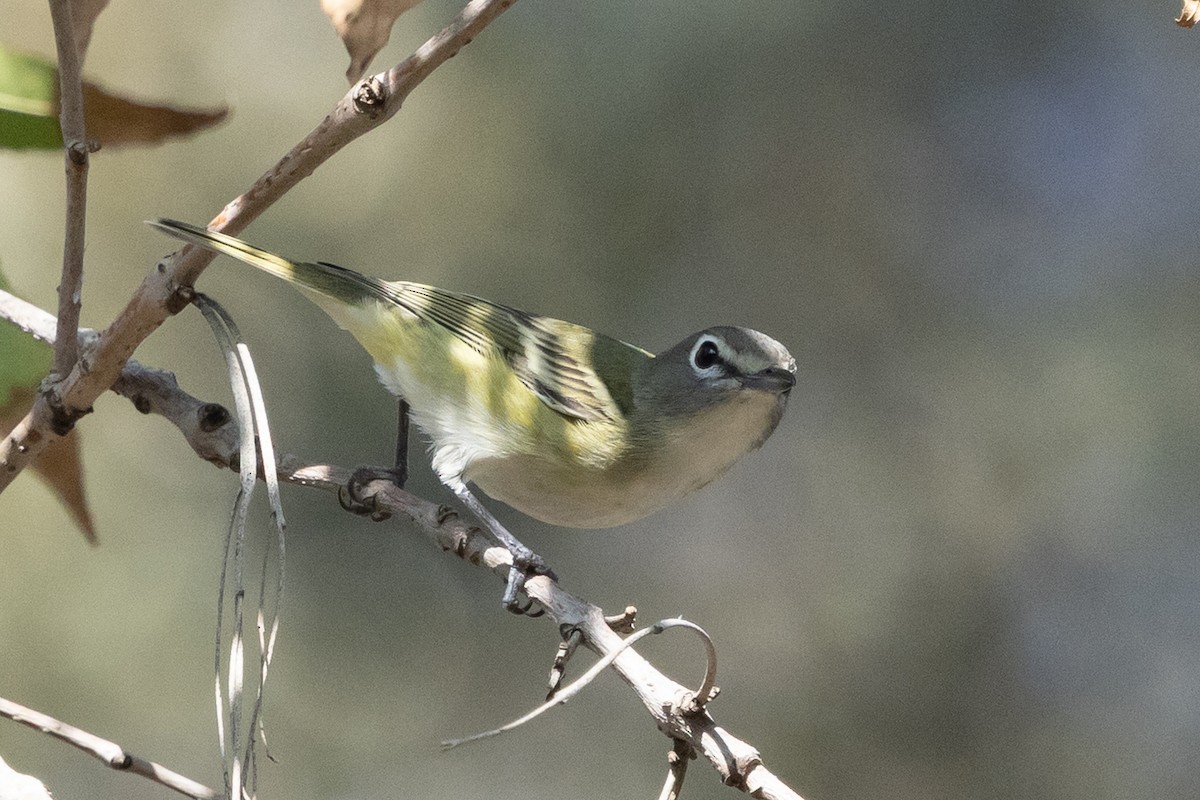 Vireo Solitario - ML646218570
