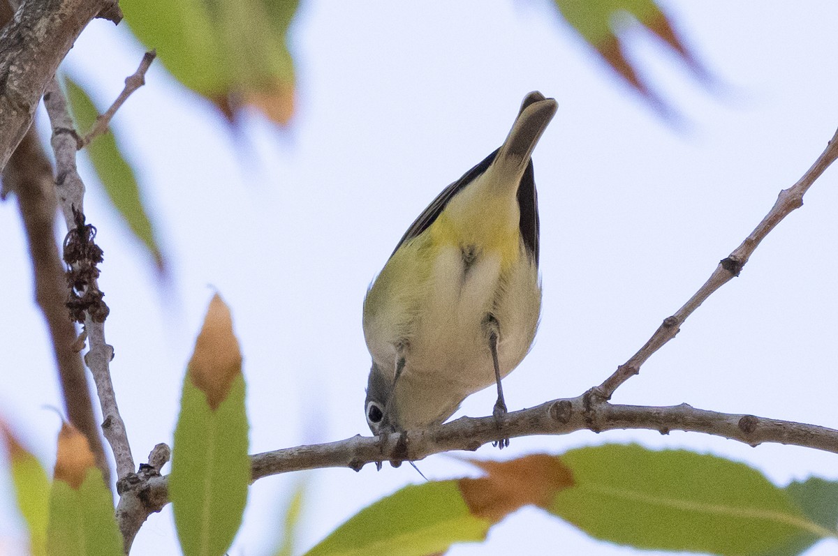 Vireo Solitario - ML646218579