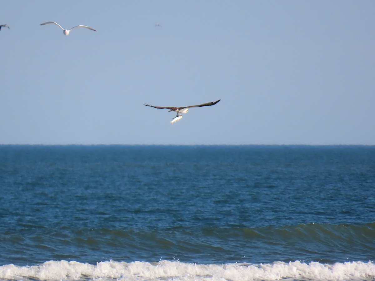 Загасч явлаг - ML646218580