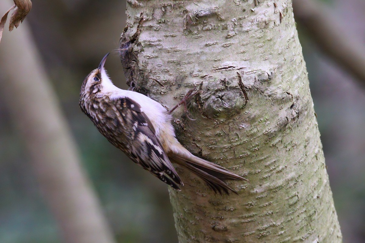 Brown Creeper - ML646218581