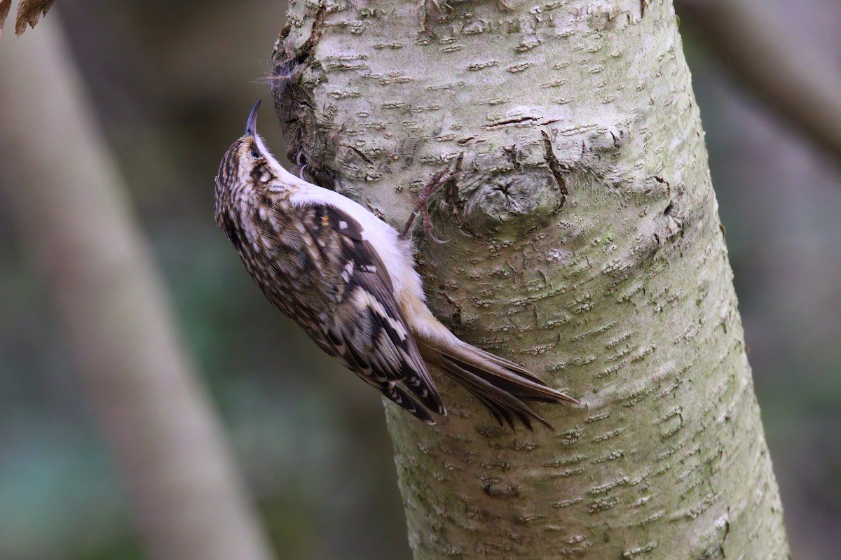 Brown Creeper - ML646218582