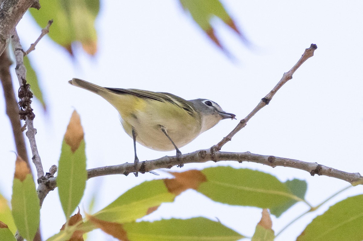 Vireo Solitario - ML646218583