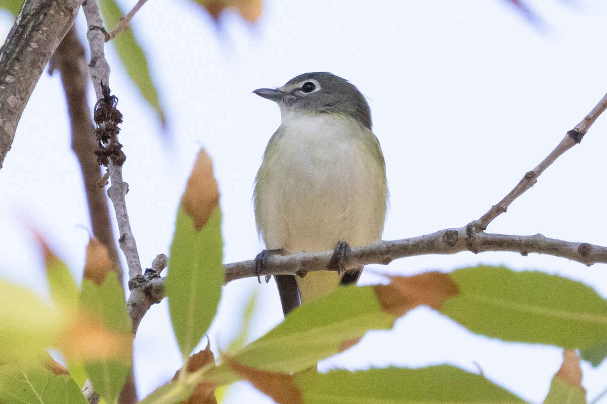 Vireo Solitario - ML646218587