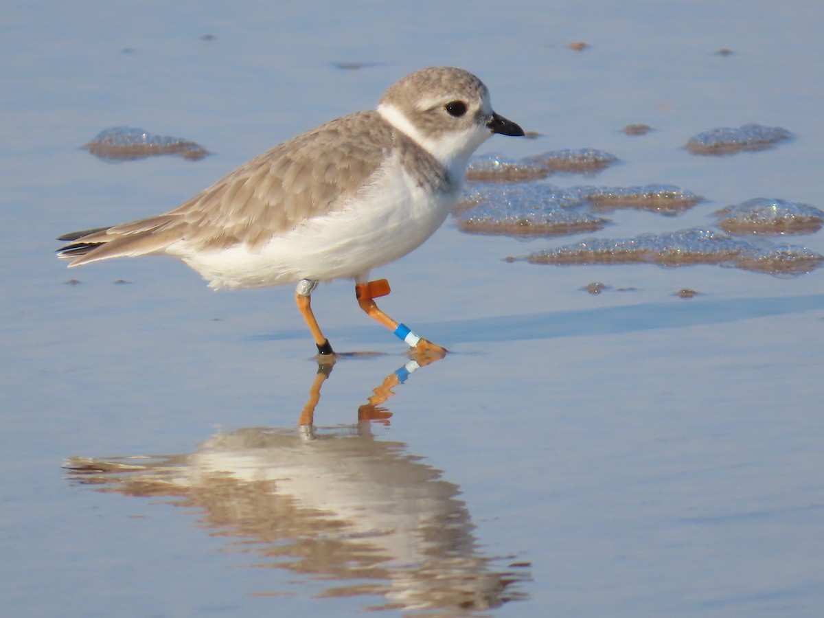 Islıkçı Cılıbıt - ML646218596