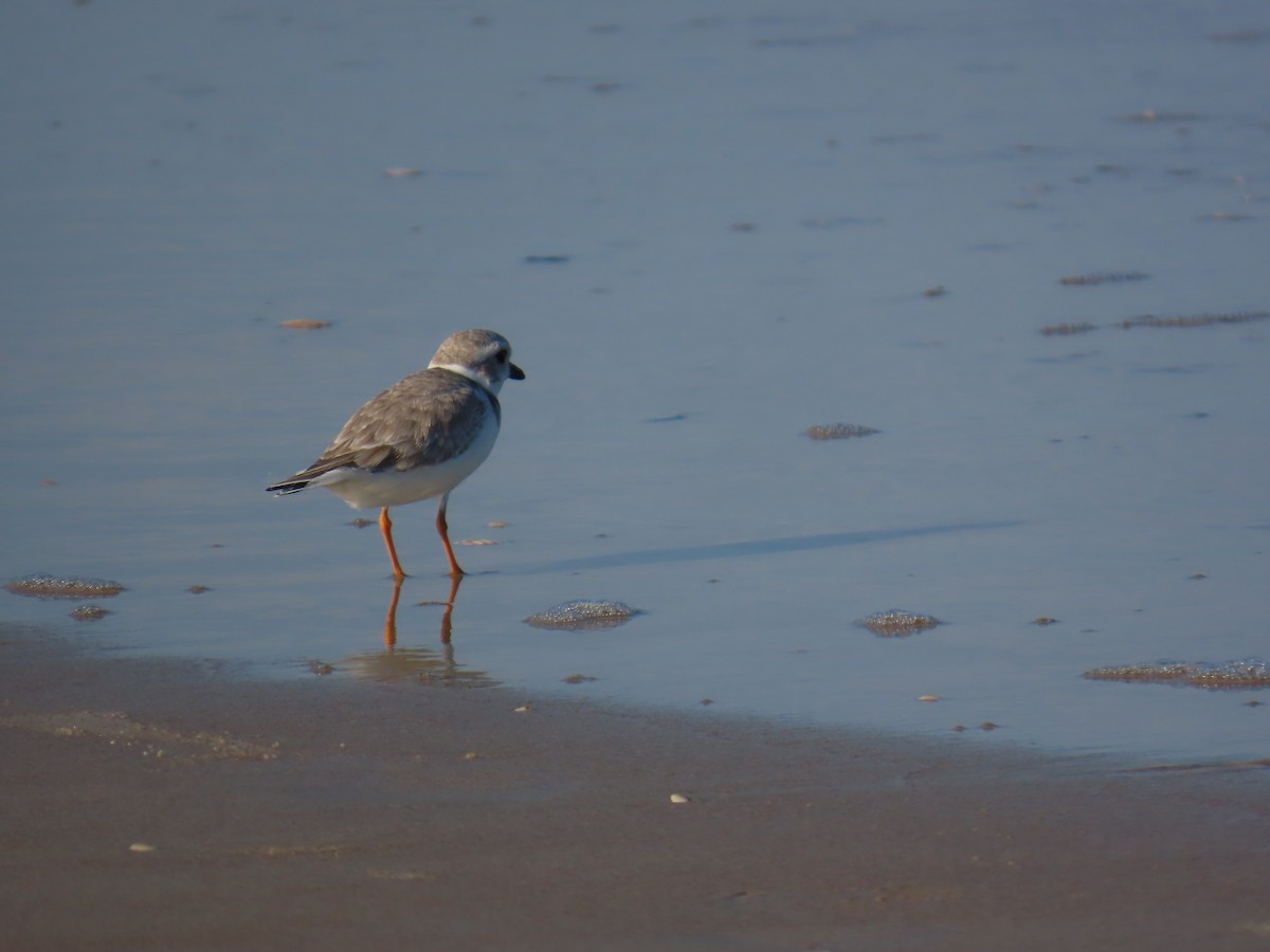 Piping Plover - ML646218597