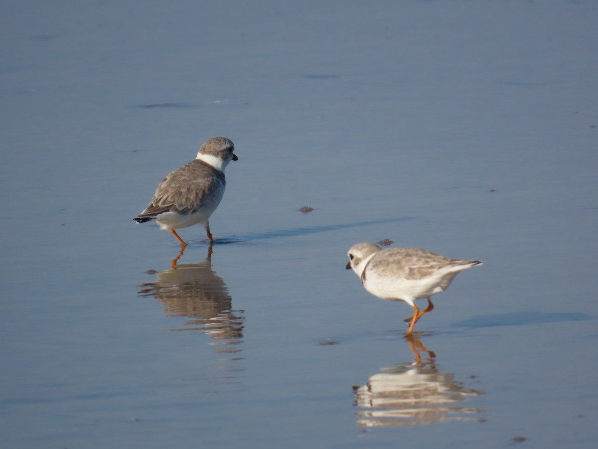 Piping Plover - ML646218598
