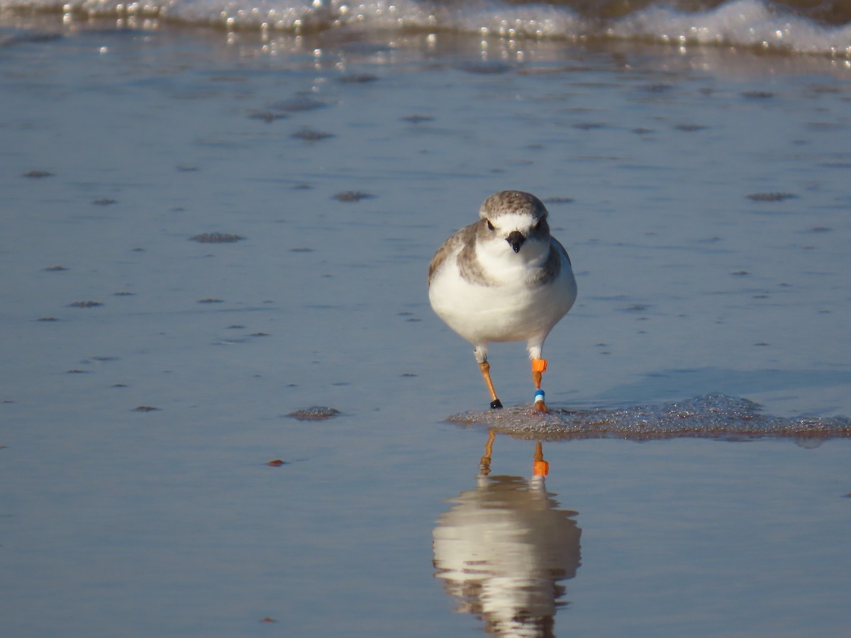 Piping Plover - ML646218599