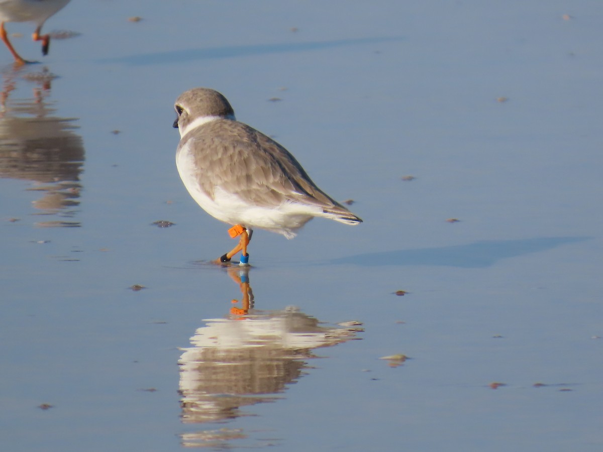 Piping Plover - ML646218600