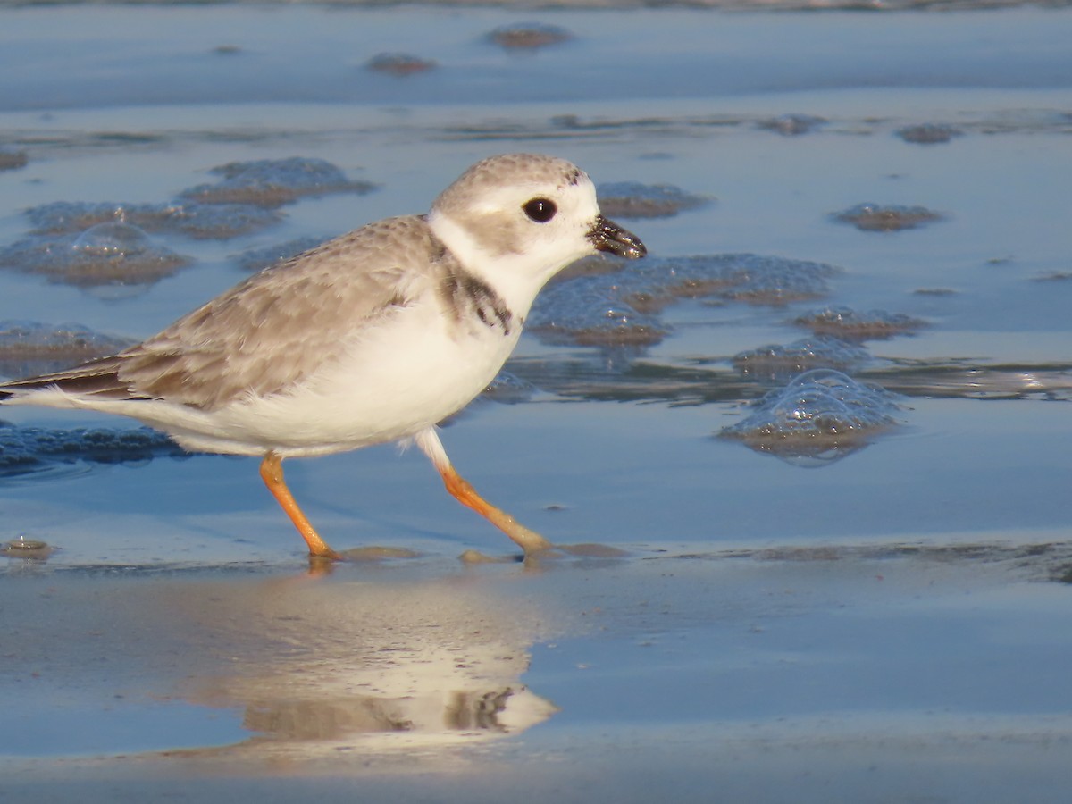Piping Plover - ML646218601